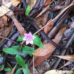 Schelhammera undulata (Lilac Lily) at Woodstock, NSW - 19 Sep 2020 by Evelynm