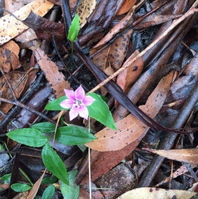 Schelhammera undulata (Lilac Lily) at Woodstock, NSW - 19 Sep 2020 by Evelynm