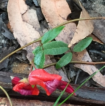 Kennedia rubicunda (Dusky Coral Pea) at Woodstock, NSW - 19 Sep 2020 by Evelynm