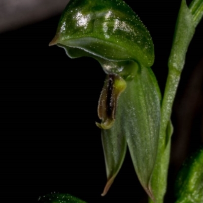 Bunochilus umbrinus (Broad-sepaled Leafy Greenhood) at Mount Jerrabomberra QP - 3 Sep 2020 by dan.clark