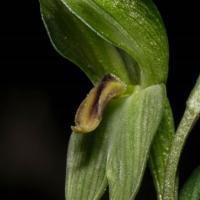 Bunochilus umbrinus (ACT) = Pterostylis umbrina (NSW) (Broad-sepaled Leafy Greenhood) at Jerrabomberra, NSW by dan.clark
