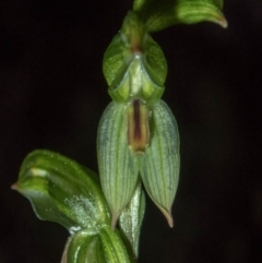 Bunochilus umbrinus (ACT) = Pterostylis umbrina (NSW) at suppressed - 18 Aug 2020