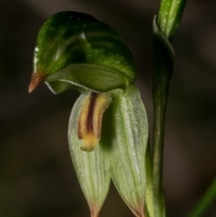 Bunochilus umbrinus (ACT) = Pterostylis umbrina (NSW) at suppressed - 18 Aug 2020