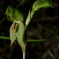 Bunochilus umbrinus (ACT) = Pterostylis umbrina (NSW) at suppressed - 18 Aug 2020