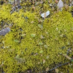 Triquetrella (A trailing moss) at Hughes, ACT - 20 Sep 2020 by JackyF