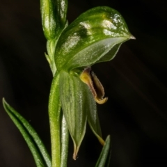 Bunochilus umbrinus (ACT) = Pterostylis umbrina (NSW) (Broad-sepaled Leafy Greenhood) at Carwoola, NSW by dan.clark