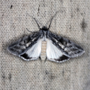 Capusa senilis at O'Connor, ACT - 19 Sep 2020