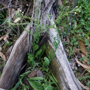 Hackelia suaveolens at Deakin, ACT - 20 Sep 2020