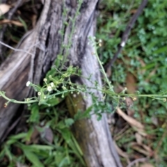 Hackelia suaveolens at Deakin, ACT - 20 Sep 2020