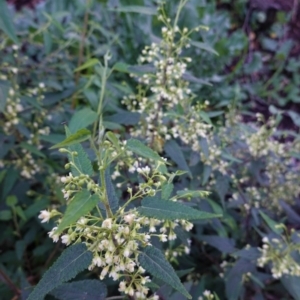 Gynatrix pulchella at Deakin, ACT - 20 Sep 2020