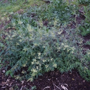 Gynatrix pulchella at Deakin, ACT - 20 Sep 2020