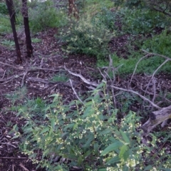 Gynatrix pulchella at Deakin, ACT - 20 Sep 2020