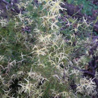 Clematis leptophylla (Small-leaf Clematis, Old Man's Beard) at Deakin, ACT - 20 Sep 2020 by JackyF