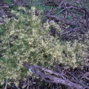 Clematis leptophylla at Deakin, ACT - 20 Sep 2020