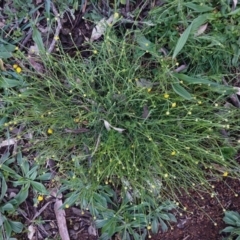 Calotis lappulacea at Deakin, ACT - 20 Sep 2020