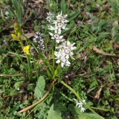 Wurmbea dioica subsp. dioica (Early Nancy) at Hughes, ACT - 20 Sep 2020 by JackyF