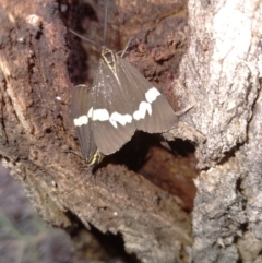 Nyctemera amicus (Senecio Moth, Magpie Moth, Cineraria Moth) at Kowen, ACT - 19 Sep 2020 by RyuCallaway