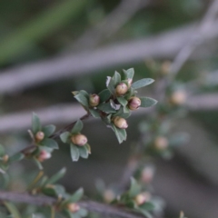 Gaudium multicaule (Teatree) at O'Connor, ACT - 18 Sep 2020 by ConBoekel