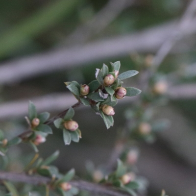 Gaudium multicaule (Teatree) at O'Connor, ACT - 18 Sep 2020 by ConBoekel