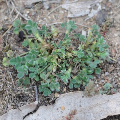 Trifolium sp. (Clover) at O'Connor, ACT - 19 Sep 2020 by ConBoekel