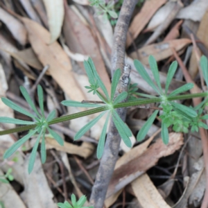 Galium aparine at O'Connor, ACT - 19 Sep 2020