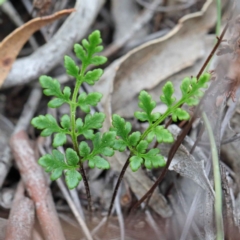 Cheilanthes austrotenuifolia (Rock Fern) at O'Connor, ACT - 19 Sep 2020 by ConBoekel