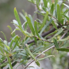 Billardiera scandens (Hairy Apple Berry) at O'Connor, ACT - 19 Sep 2020 by ConBoekel