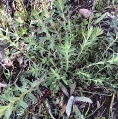 Hypericum perforatum (St John's Wort) at Watson, ACT - 20 Sep 2020 by Lisa.Jok