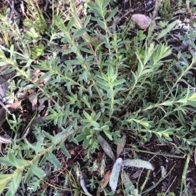 Hypericum perforatum (St John's Wort) at Watson, ACT - 20 Sep 2020 by Lisa.Jok