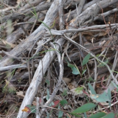 Tricoryne elatior (Yellow Rush Lily) at O'Connor, ACT - 18 Sep 2020 by ConBoekel