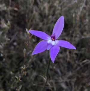 Glossodia major at Lower Boro, NSW - 20 Sep 2020