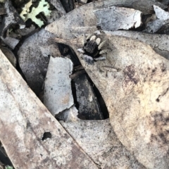 Maratus vespertilio (Bat-like peacock spider) at Mount Majura - 20 Sep 2020 by Lisa.Jok