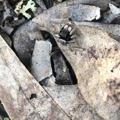 Maratus vespertilio (Bat-like peacock spider) at Watson, ACT - 21 Sep 2020 by Lisa.Jok