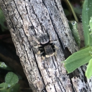 Maratus vespertilio at Watson, ACT - 21 Sep 2020