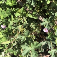 Geranium sp. (Geranium) at Watson, ACT - 20 Sep 2020 by Lisa.Jok