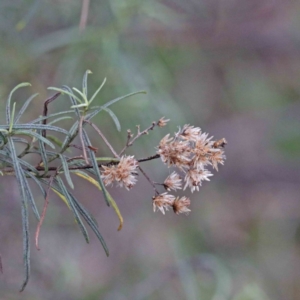 Cassinia quinquefaria at O'Connor, ACT - 19 Sep 2020 09:11 AM