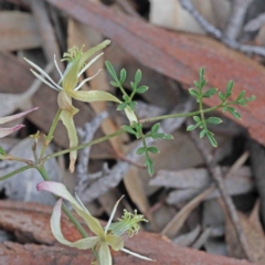 Clematis leptophylla (Small-leaf Clematis, Old Man's Beard) at O'Connor, ACT - 18 Sep 2020 by ConBoekel