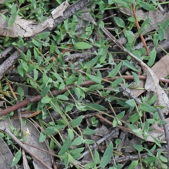 Einadia nutans (Climbing Saltbush) at O'Connor, ACT - 19 Sep 2020 by ConBoekel