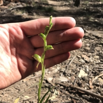 Bunochilus montanus (Montane Leafy Greenhood) at Cotter River, ACT - 6 Sep 2020 by BrianHerps