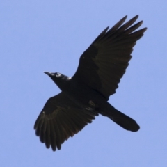 Corvus mellori (Little Raven) at Michelago, NSW - 18 Apr 2020 by Illilanga