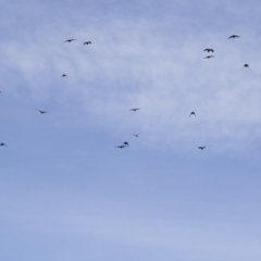 Corvus mellori at Michelago, NSW - 18 Apr 2020