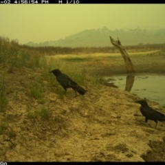 Corvus coronoides (Australian Raven) at Michelago, NSW - 2 Jan 2020 by Illilanga