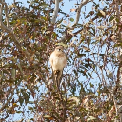 Falco cenchroides (Nankeen Kestrel) at Jerrabomberra, NSW - 18 Sep 2020 by Speedsta