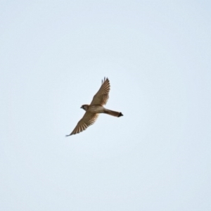 Falco cenchroides at Jerrabomberra, NSW - 19 Sep 2020