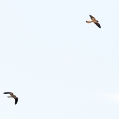 Falco cenchroides at Jerrabomberra, NSW - 19 Sep 2020