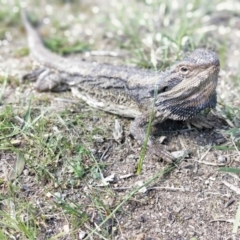 Pogona barbata (Eastern Bearded Dragon) at Thurgoona, NSW - 31 Aug 2020 by SonjVan