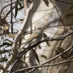 Pachycephala pectoralis (Golden Whistler) at Michelago, NSW - 22 Aug 2020 by Illilanga