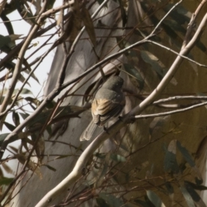 Pachycephala pectoralis at Michelago, NSW - 22 Aug 2020