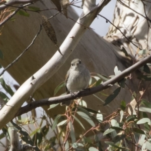 Pachycephala pectoralis at Michelago, NSW - 22 Aug 2020