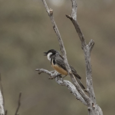 Pachycephala rufiventris (Rufous Whistler) at Michelago, NSW - 13 Dec 2019 by Illilanga